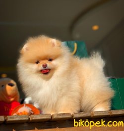 Harika Tüy Yapısı Ile Pomeranian Kızımız ‘LETTY’ 1