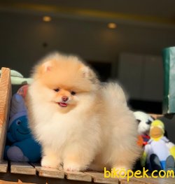 Harika Tüy Yapısı Ile Pomeranian Kızımız ‘LETTY’ 2