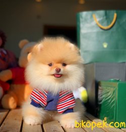Harika Tüy Yapısı Ile Pomeranian Kızımız ‘LETTY’ 3