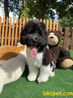 HARLEQUİN POODLE BEBEĞİMİZ 3