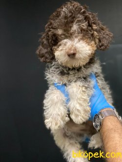 Harlequin Poodle Yavrumuz 1