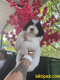 Harlequin Siyah Beyaz Nadir Renk Toy Poodle 3
