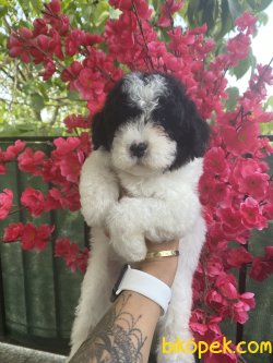Harlequin Siyah Beyaz Nadir Renk Toy Poodle 1