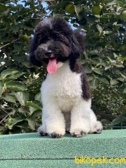 Harlequin Siyah Beyaz Toy Poodle Eğitimli Erkek Nero 2