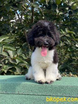 Harlequin Siyah Beyaz Toy Poodle Eğitimli Erkek Nero 3