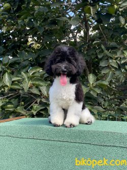 Harlequin Siyah Beyaz Toy Poodle Eğitimli Erkek Nero 4