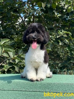 Harlequin Siyah Beyaz Toy Poodle Eğitimli Erkek Nero 1