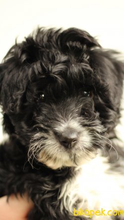Havanese 'Akkuş Üretim Çiftliği' 1