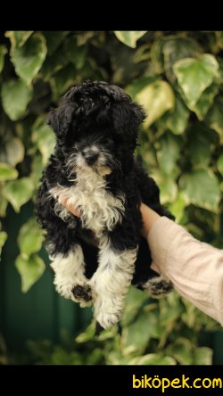 Havanese 'Akkuş Üretim Çiftliği' 4