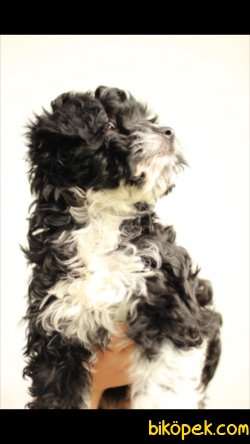 Havanese 'Akkuş Üretim Çiftliği' 3