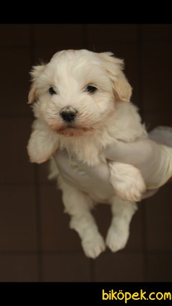 Havanese 'Akkuş Üretim Çiftliği' 2