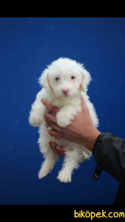 Havanese 'Akkuş Üretim Çiftliği' 4