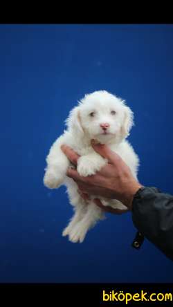 Havanese 'Akkuş Üretim Çiftliği' 3