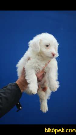 Havanese 'Akkuş Üretim Çiftliği' 2