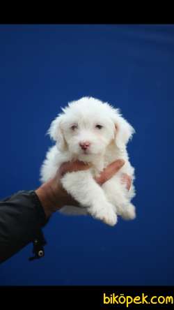 Havanese 'Akkuş Üretim Çiftliği' 1