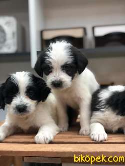 Havanese Terier Yavrularımız 3
