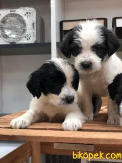 Havanese Terier Yavrularımız 2