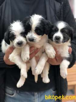 Havanese Terier Yavrularımız 1