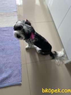 Havanese Terrier 2
