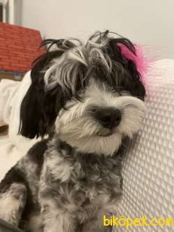 Havanese Terrier 3