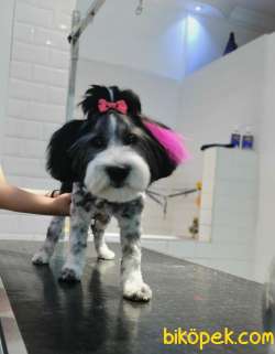 Havanese Terrier 1