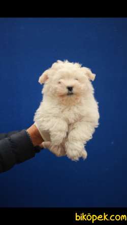 Havanese Terrier 'Akkuş Üretim Çiftliği' 1