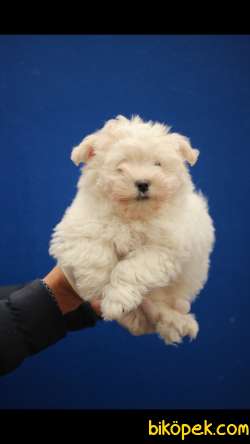 Havanese Terrier 'Akkuş Üretim Çiftliği' 2