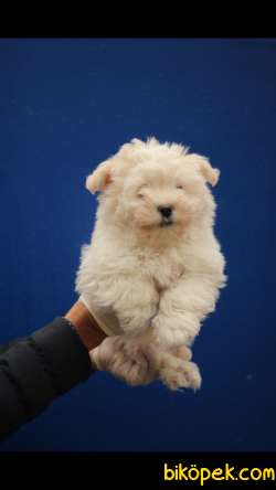 Havanese Terrier 'Akkuş Üretim Çiftliği' 3