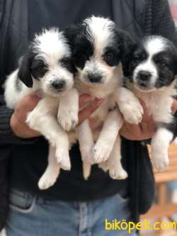 Havanese  Terrier Gelmiştir. 2