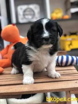 Havanese  Terrier Gelmiştir. 3
