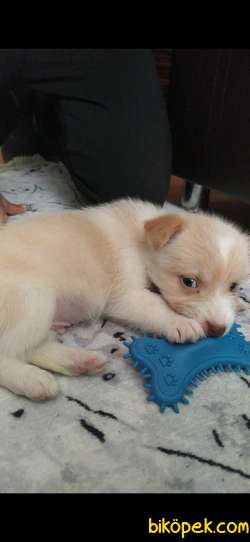 Havanese Terrier Kırma 2