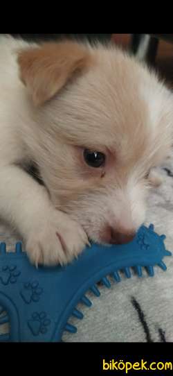 Havanese Terrier Kırma 1