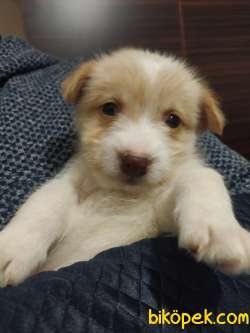 Havanese Terrier Kırma 3