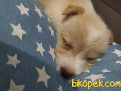 Havanese Terrier Kırma 4