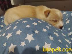 Havanese Terrier Kırma 5