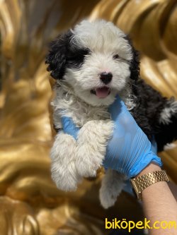 Havanese Terrier Yavrularımız Orjinal Bebekler 1