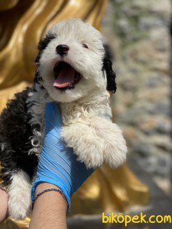 Havanese Terrier Yavrularımız Orjinal Bebekler 3