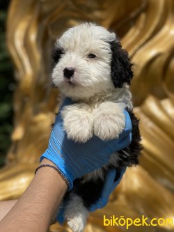 Havanese Terrier Yavrularımız Orjinal Bebekler 2