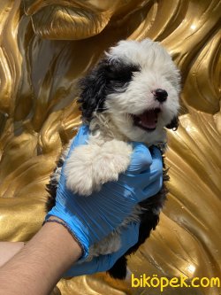 Havanese Terrier Yavrularımız Orjinal Bebekler 5