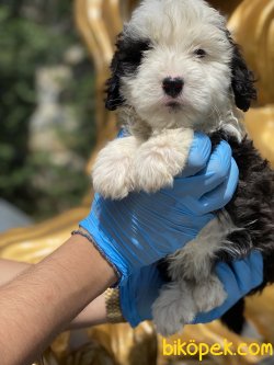 Havanese Terrier Yavrularımız Orjinal Bebekler 4