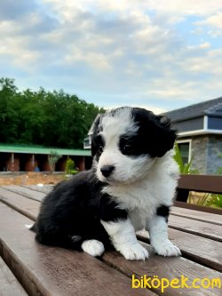 Havanese Yavruları 1