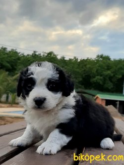 Havanese Yavruları 3