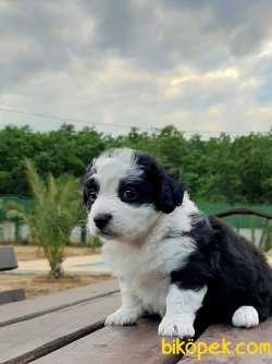 Havanese Yavruları 2