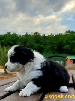 Havanese Yavruları 2