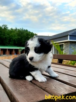 Havanese Yavruları 5