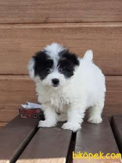 Havanese Yavruları 3