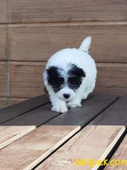 Havanese Yavruları 5