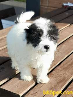 Havanese Yavruları 4