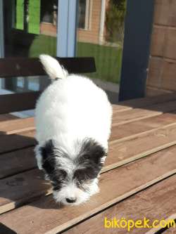 Havanese Yavruları 1