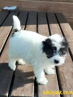 Havanese Yavruları 2